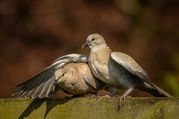Stephen Nobbs - Lovey Dovey